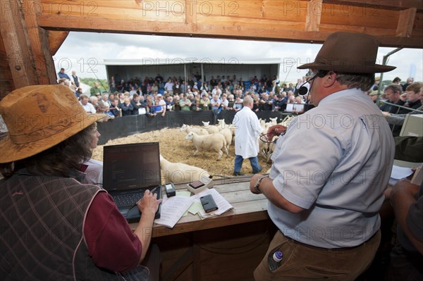 Sheep farming