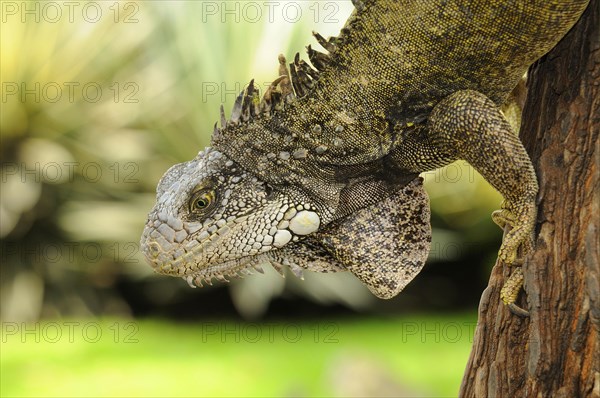 Green iguana