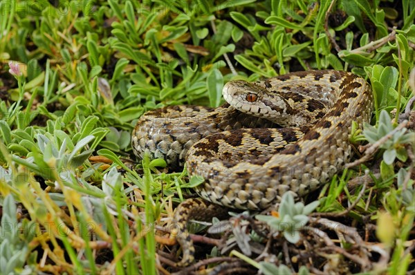 Meadow viper