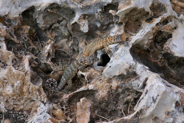 Cuban Brown Curly-tailed Lizard