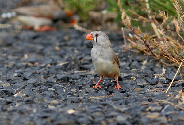 Zebra finch