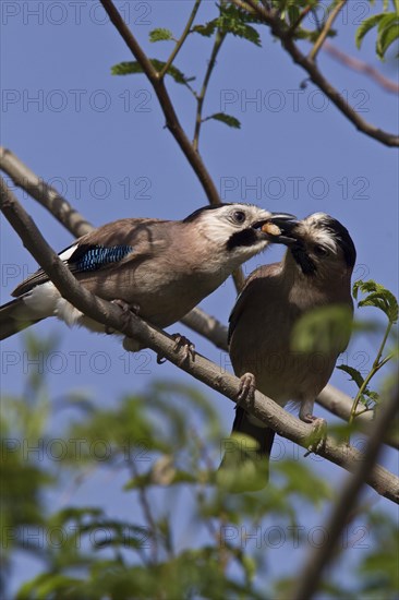 Syria Eurasian Jay