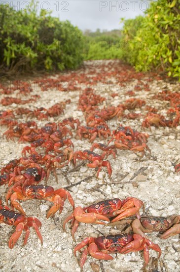 Christmas island red crab
