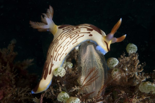 Lined Nembrotha Nudibranch