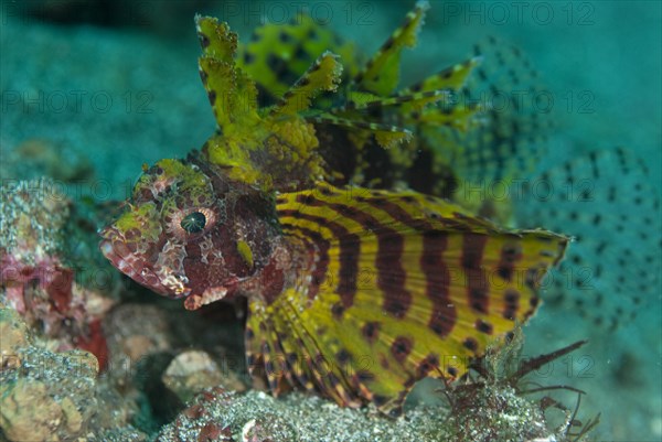 Hawaiian lionfishes