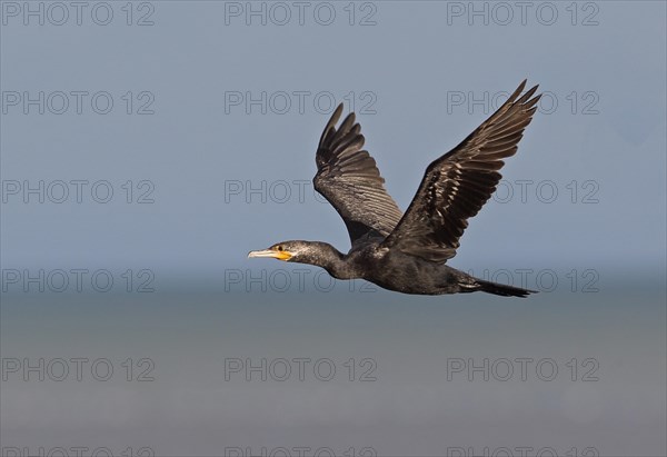 Neotropic Cormorant