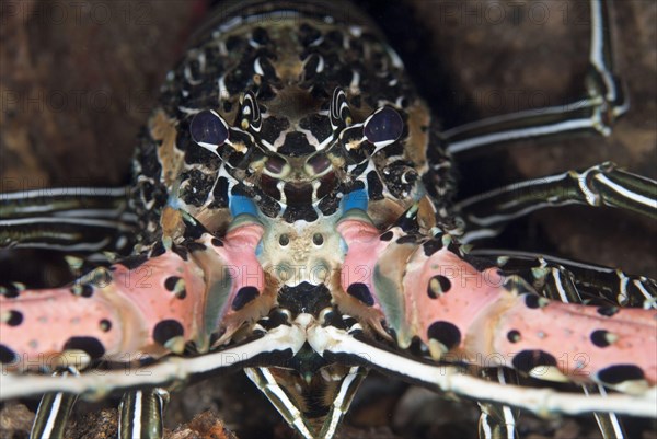 Painted Spiny Lobster