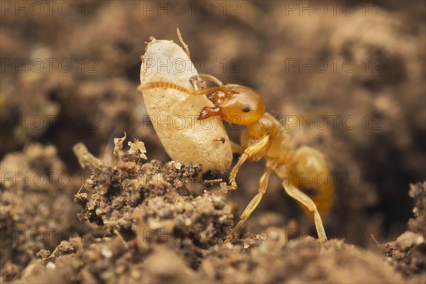 Yellow Meadow Ant