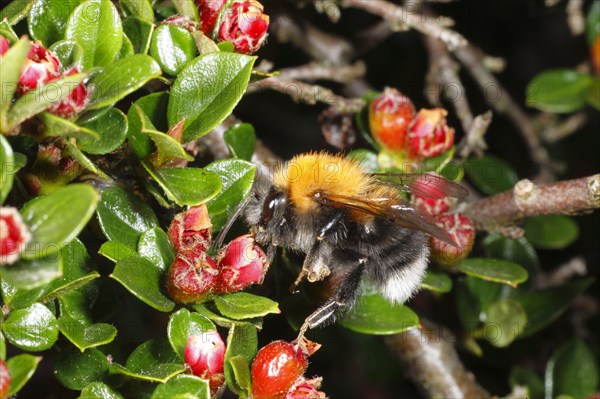 Tree Bumblebee