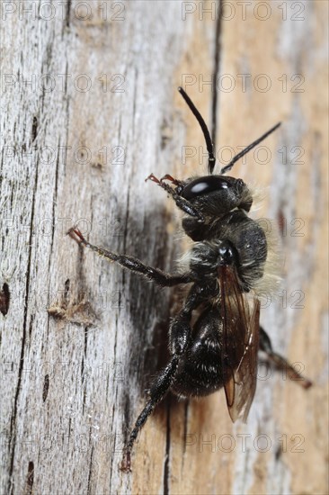 Mason Bee