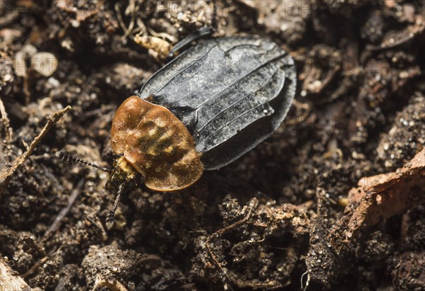 Red-breasted Carrion Beetle