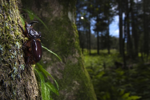 European Rhinoceros Beetle