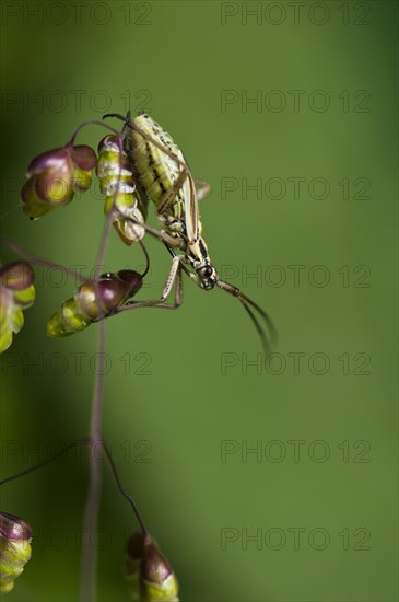 Meadow Plant Bug