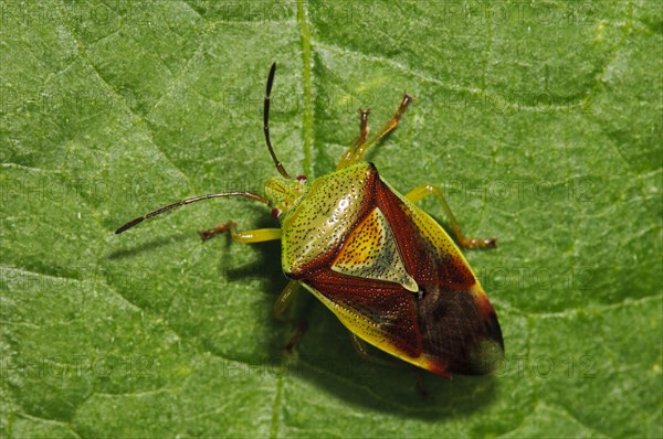 Variegated Leaf bow