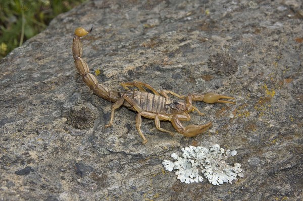 Common European Scorpion