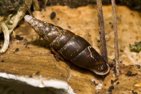 Smooth Closing Mouth Snail