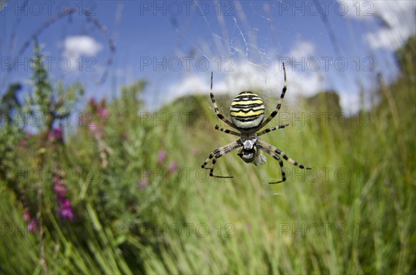 Wasp spider