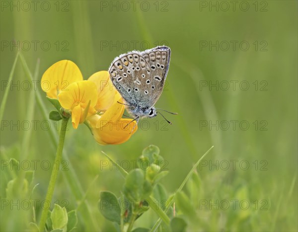 Common Blue