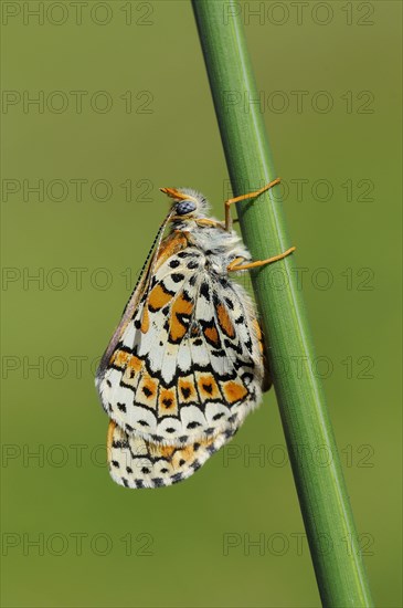 Plantain Fritillary