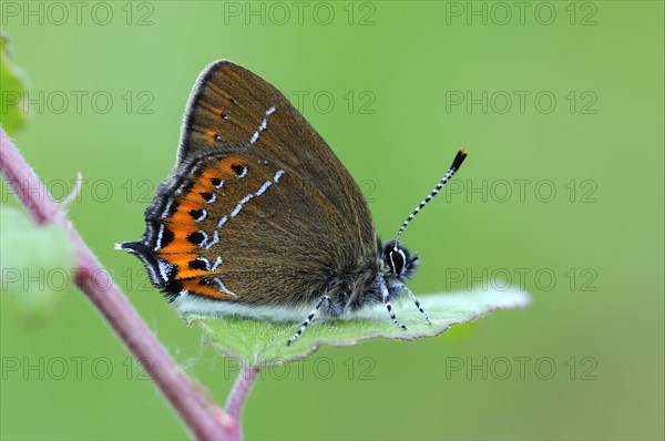 Gossamer winged butterfly