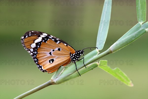 Small Monarchnic Monarch