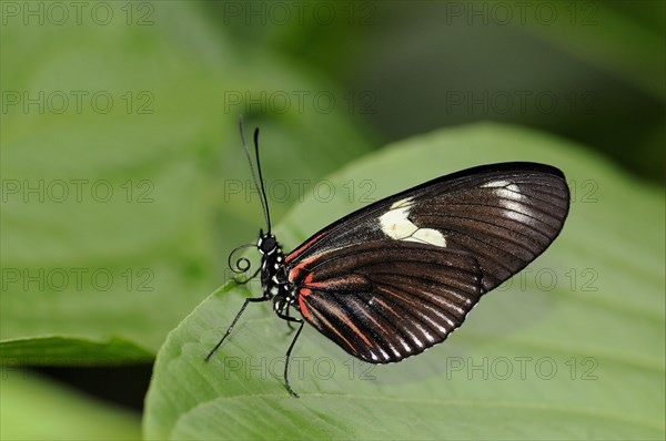 Postman butterfly