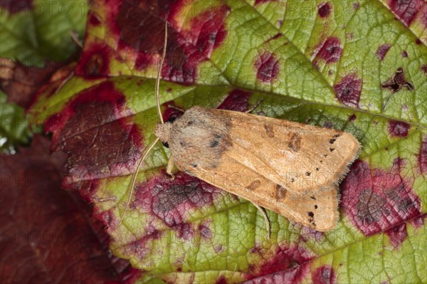 Lunar Underwing