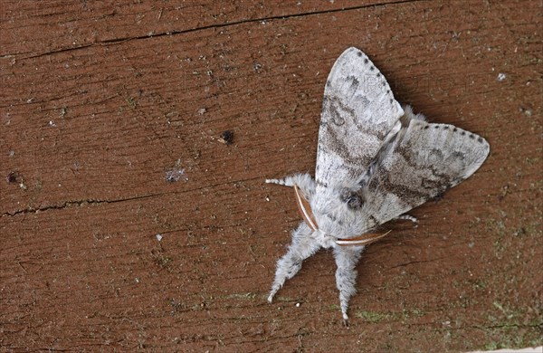 Pale tussock