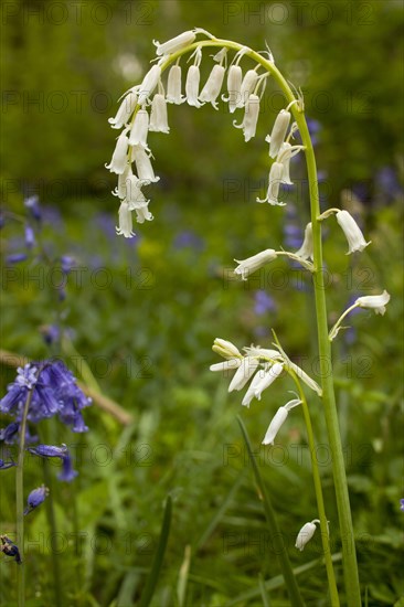 Endymion hyacinth