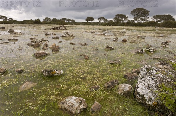 Shallow natural lake