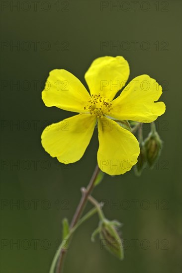 Yellow sunflower