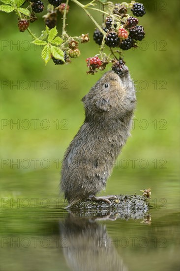 European water vole