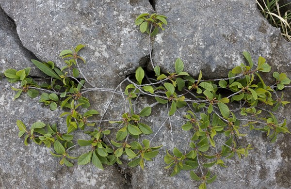 Alder buckthorn