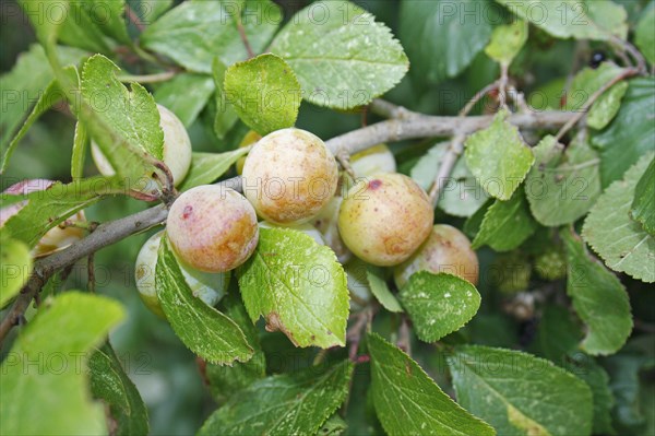 Greengage