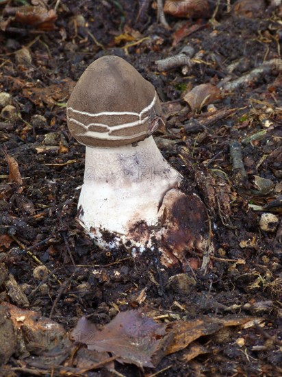 Parasol Mushroom