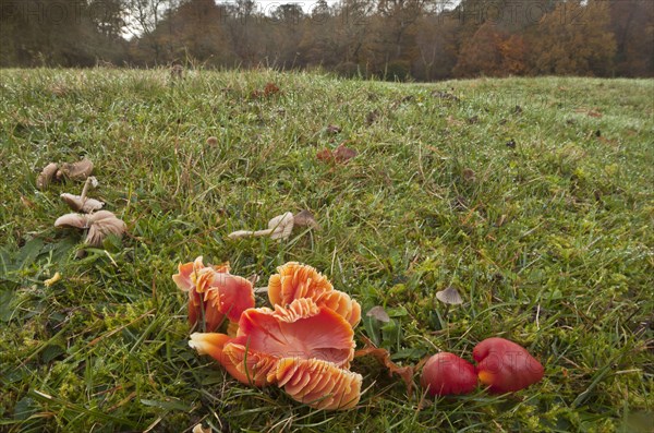 Scarlet Waxcap