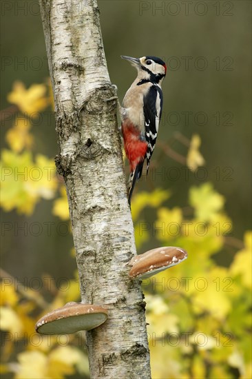 Great Spotted Woodpecker