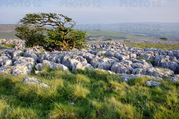 View of limestone pavement and hawthorn tree