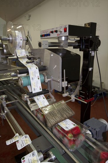 Strawberry production line