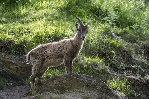 Capra ibex ibex