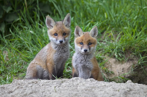 Two cute red fox