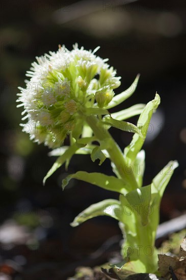 (Petasites albus)