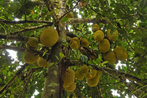 Jackfruit tree