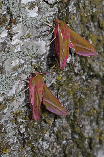 Elephant hawk-moth