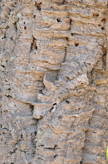 Cork oak