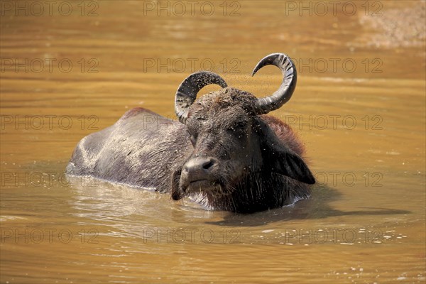 Water buffalo