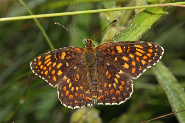 Quail Wheat Fritillary