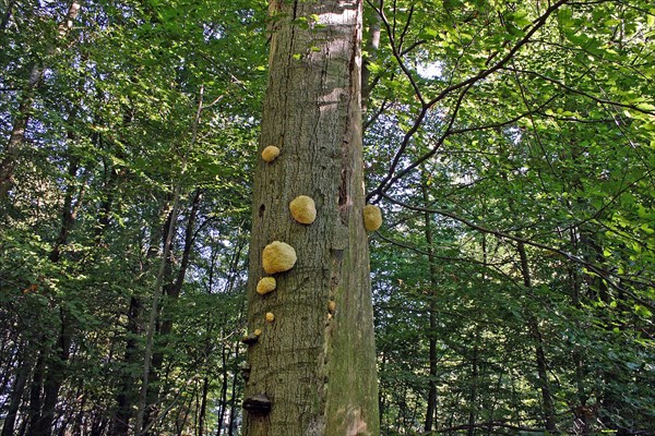 Prickly Beech Beard