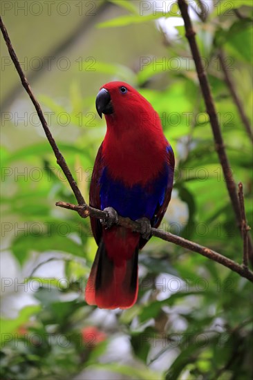 Eclectus parrot