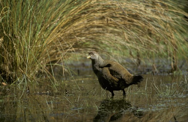 Green-footed Grouse